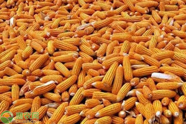 河北玉米最新价格及田间欢乐时光