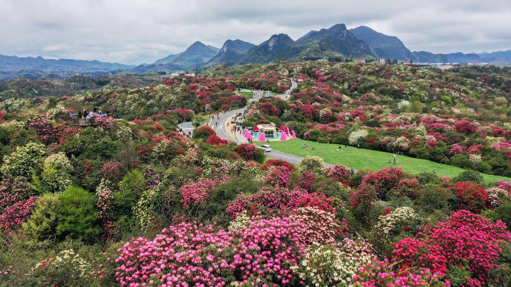 百里杜鹃最新消息更新，最新新闻报道汇总