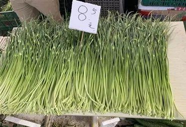 全国蒜苔价格最新动态,绿色之旅探寻内心平静之路