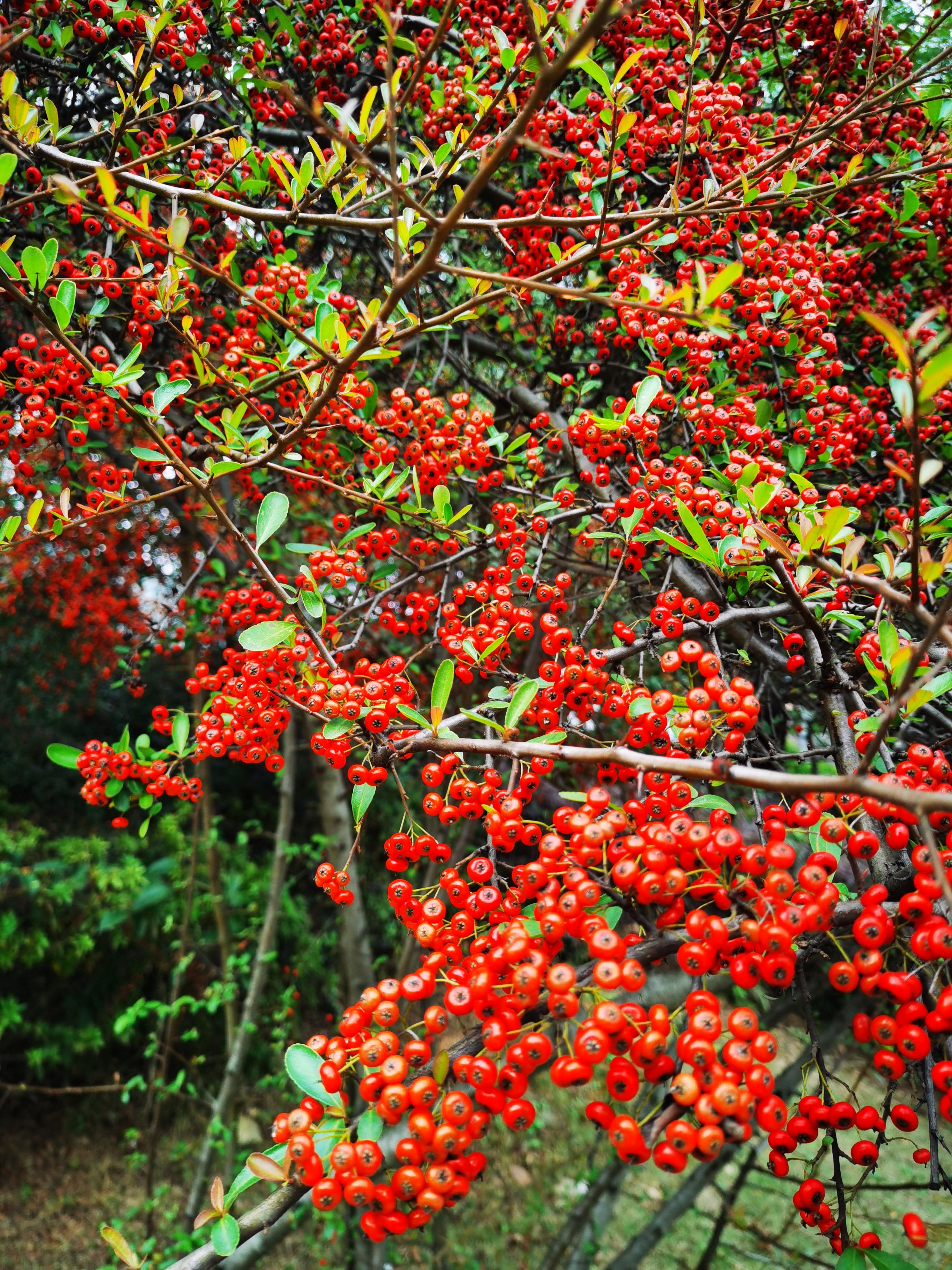 友情之树下的温暖日常,最新火棘的温馨故事