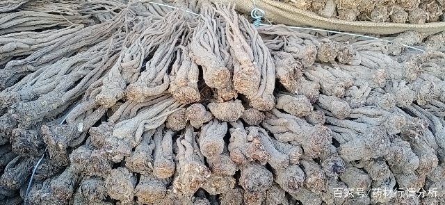 甘肃当归最新价格行情动态更新