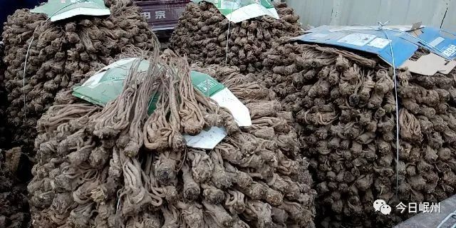 甘肃当归最新价格行情动态更新