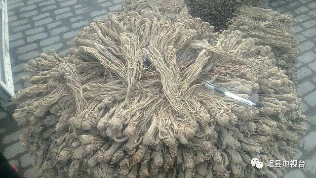 甘肃当归最新价格行情动态更新