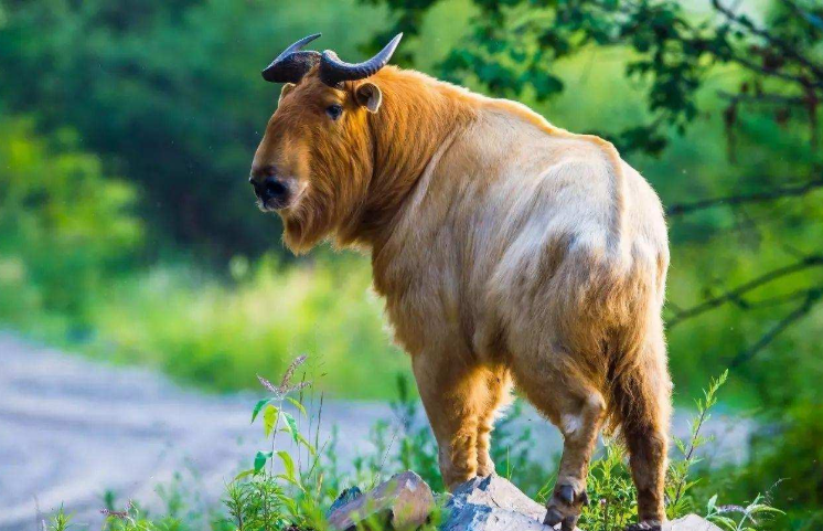 新奥2024四不像资料,实地验证策略具体_MZG49.128品味版