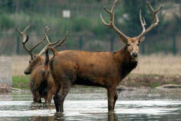 四不像正版资料2024年,科学分析解释说明_ZTU49.193掌中版