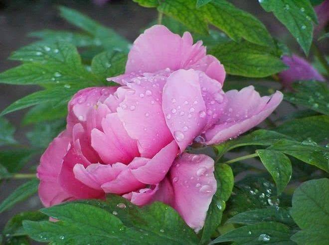 澳门状元红一肖一特,精细化方案决策_ASE49.568私人版