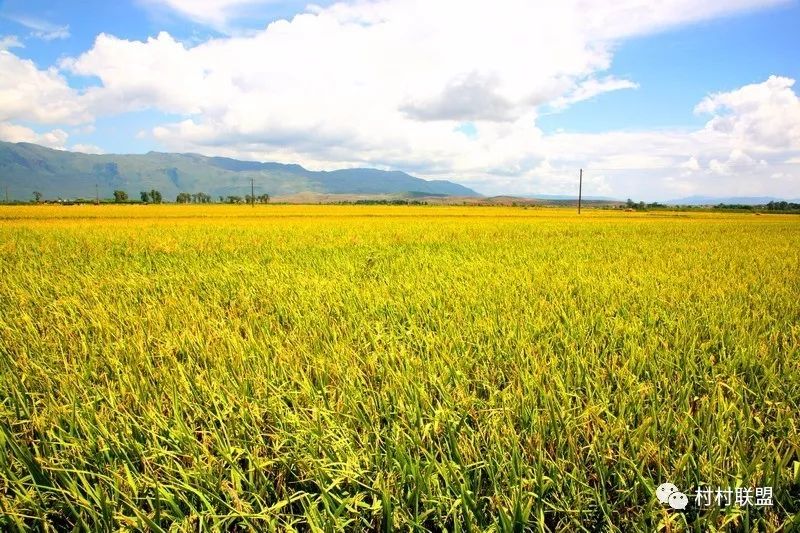 吉林水稻价格实时更新,最新报价与行情分析