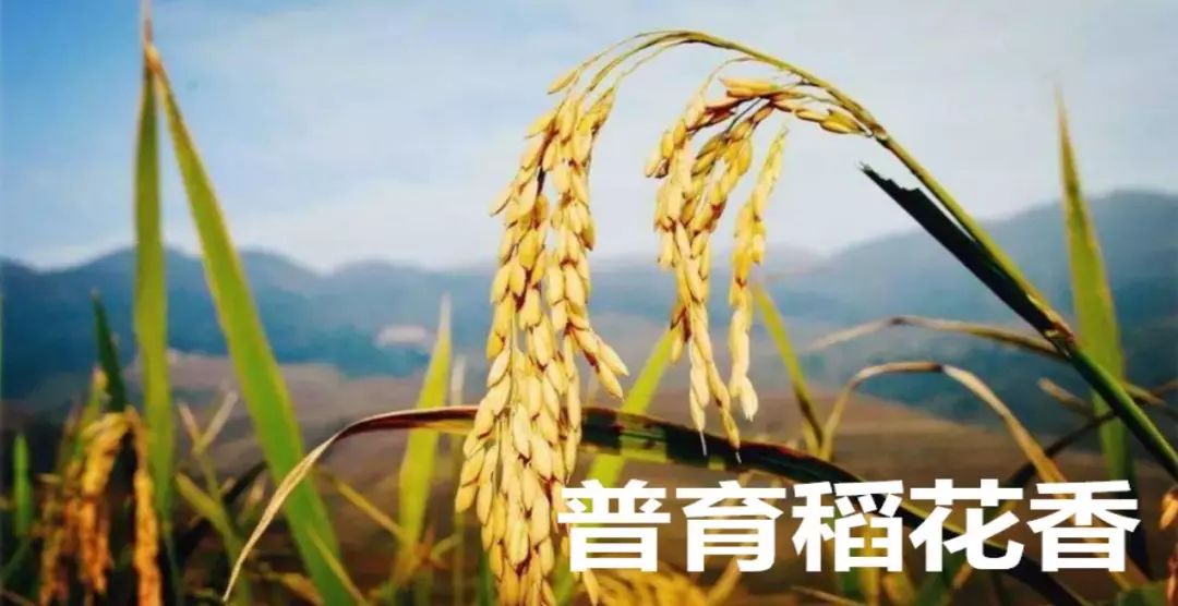 吉林水稻价格实时更新,最新报价与行情分析