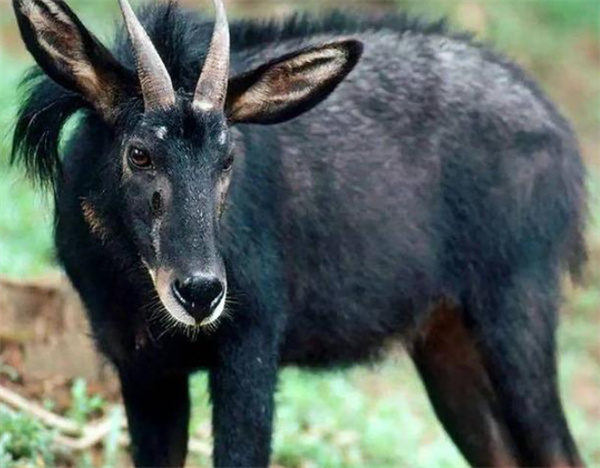 新澳四不象,现况评判解释说法_TQB49.454安全版