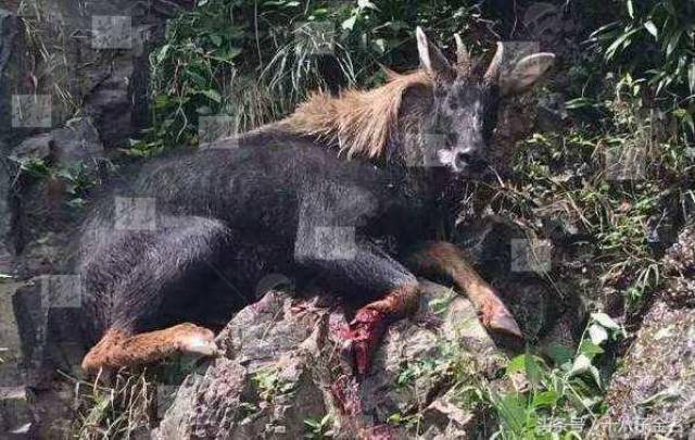 新澳四不象,现况评判解释说法_TQB49.454安全版