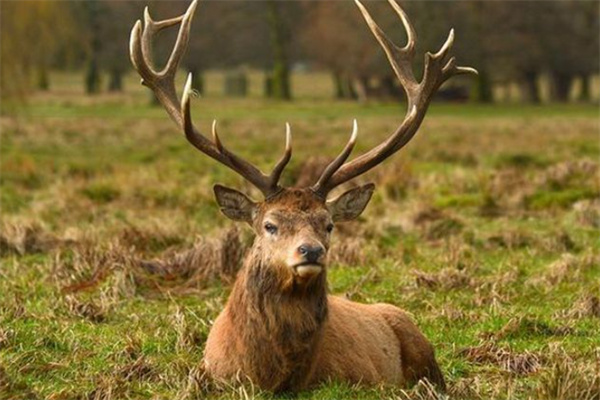 澳门四不像图片大全2024年,科学分析解释说明_NSJ49.323科技版