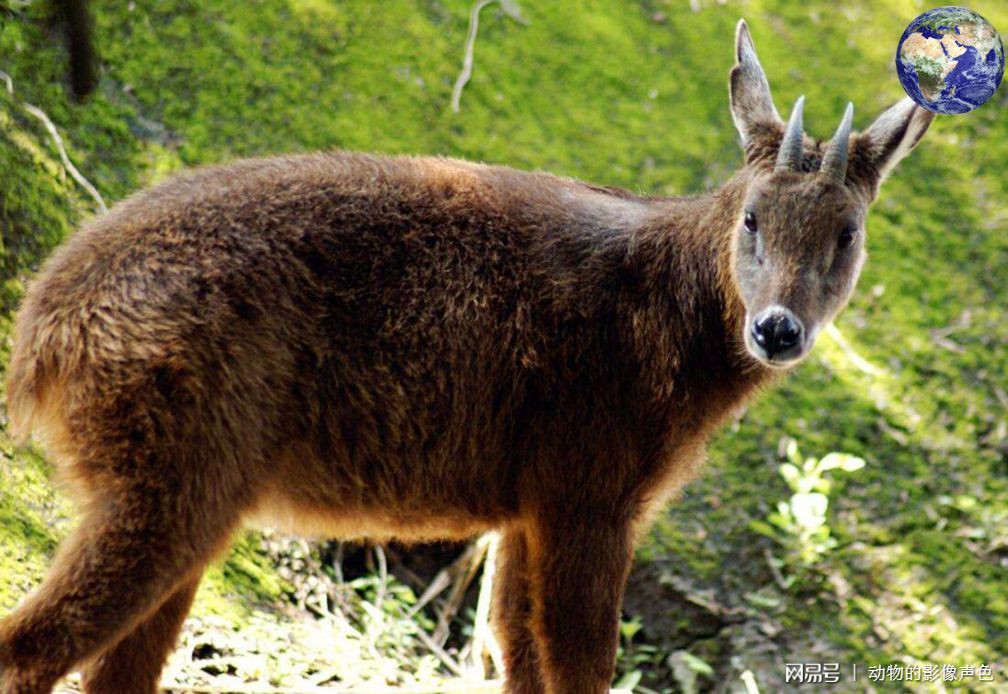 四不像特马图今晚必出,社会责任实施_FEO49.339极致版