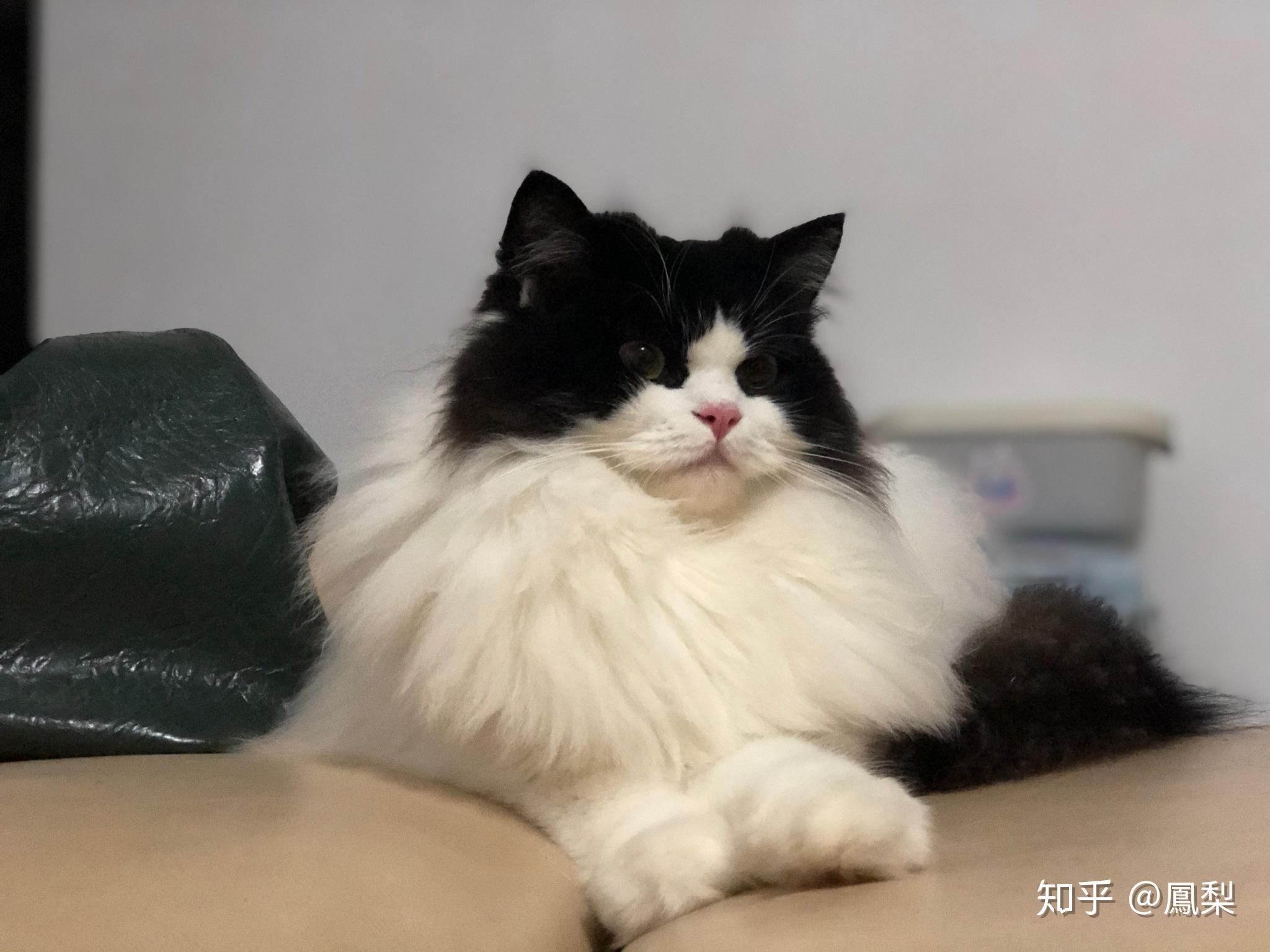 四不像特马图今晚必出,社会责任实施_FEO49.339极致版