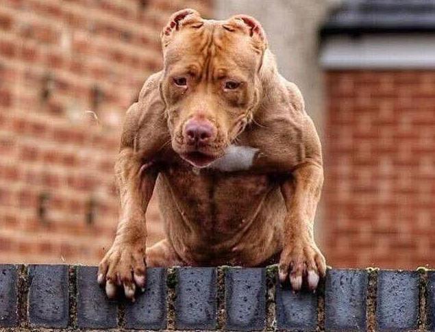 杜高打架视频最新,展现力量与成就感的源泉