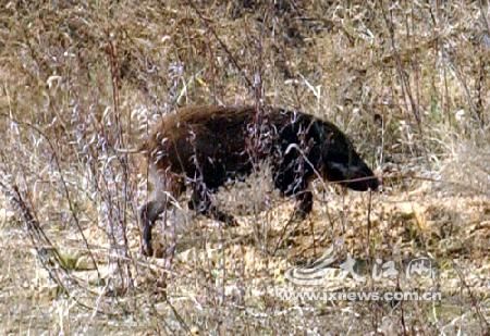 池州一高校内惊现狂奔野猪,目前现象解析描述_RWM49.635月光版