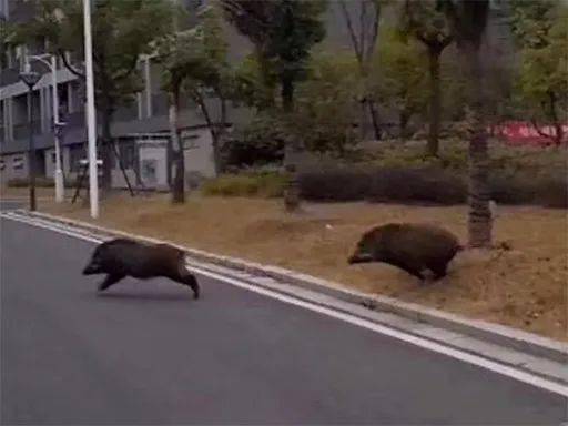 池州一高校内惊现狂奔野猪,目前现象解析描述_RWM49.635月光版