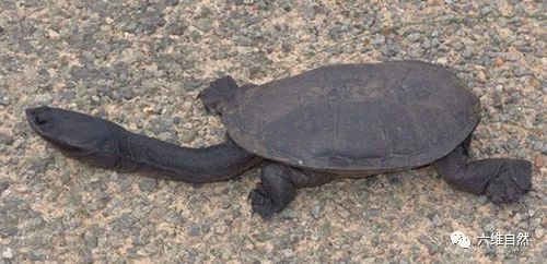 澳门天天彩免费资料大全免费查询狼披羊皮,蛇藏龟壳,策略规划_TIF49.956抗菌版