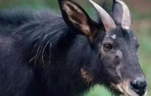 2024新奥门四不像,决策信息解释_OPK49.517触感版