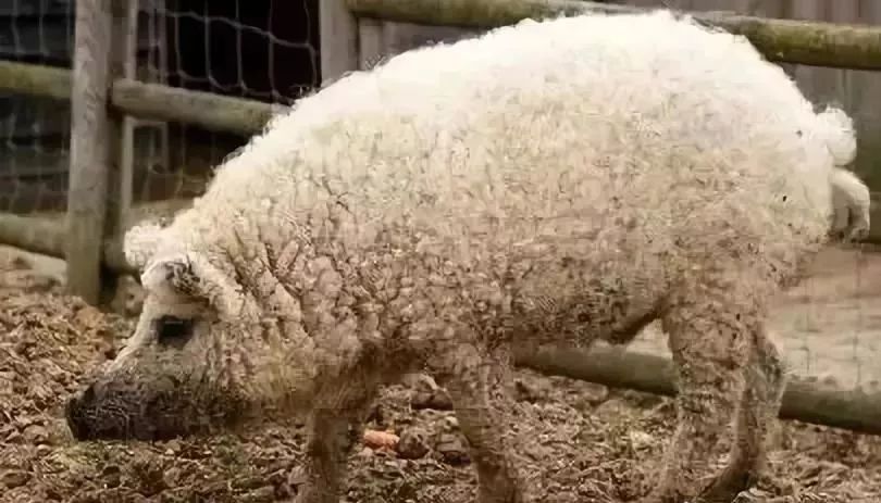 最新打猪犬出售,轻松探索自然美景之旅