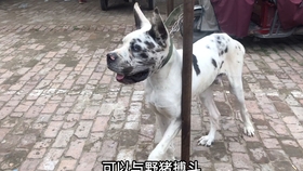 最新打猪犬出售,轻松探索自然美景之旅