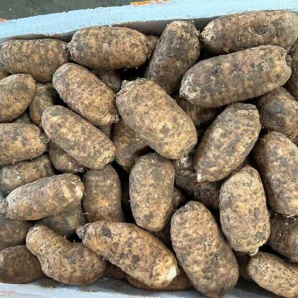 天麻最新价格表曝光,市场走势分析及购买指南(2024年)