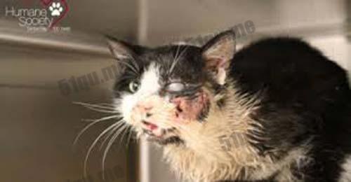 最新狗野外咬死猫视频,最新狗野外咬死猫视频引发的思考