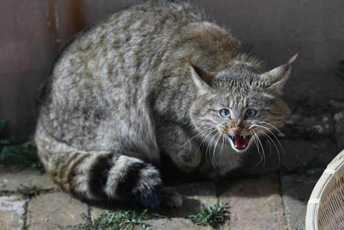 最新狗野外咬死猫视频,最新狗野外咬死猫视频引发的思考