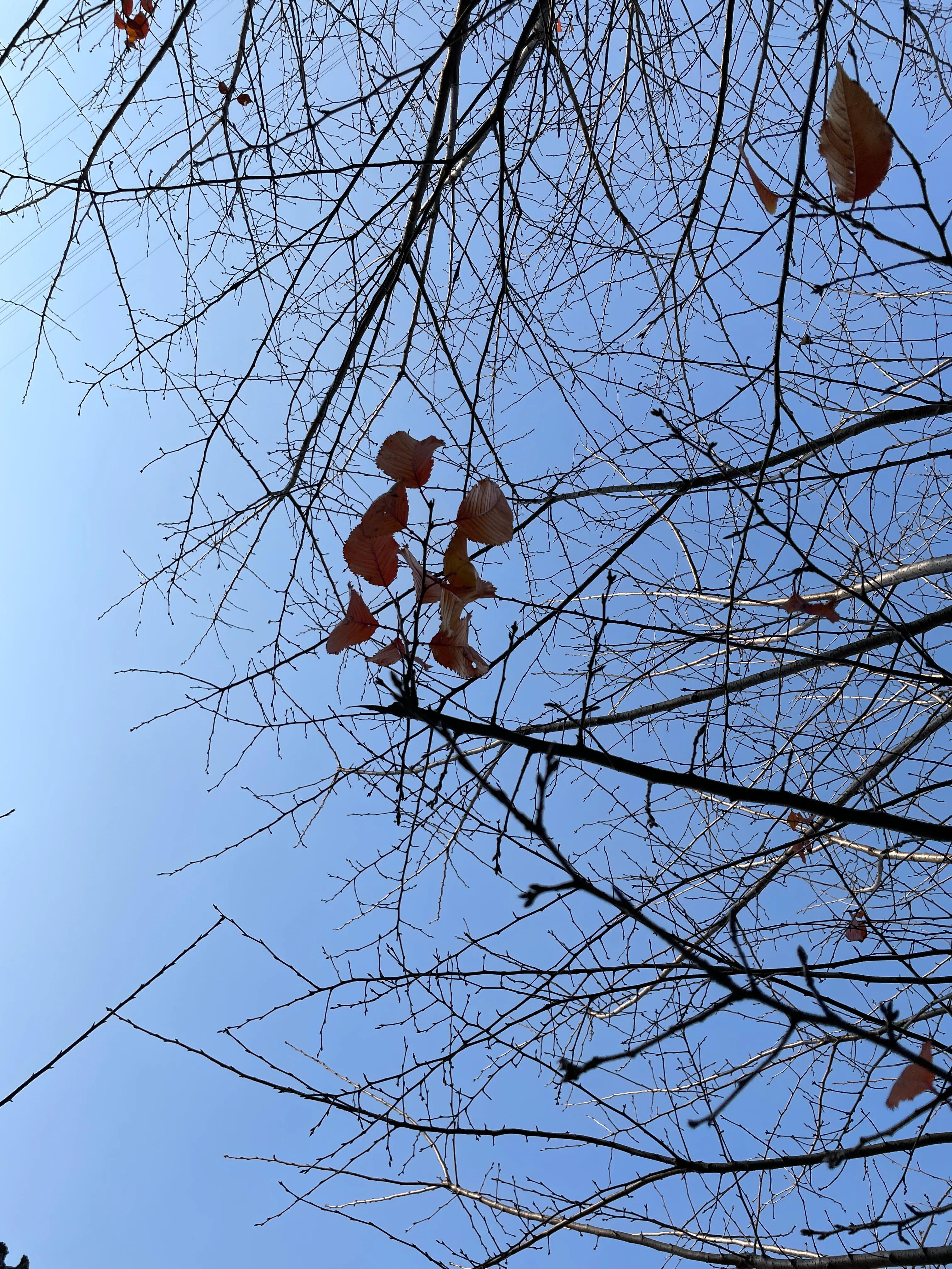 台州植物园最新进度，绿意盎然的心灵之旅启程之路