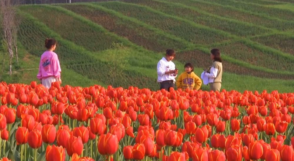 我的郁金香女友,浪漫任务与学习技能的指南