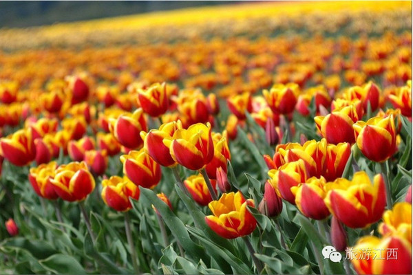我的郁金香女友,浪漫任务与学习技能的指南