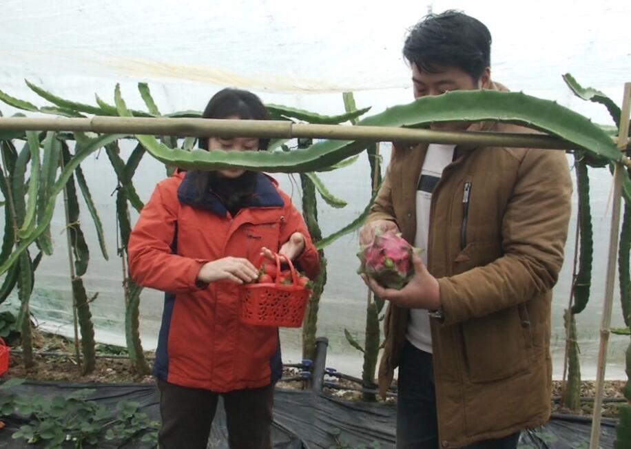 华中农高区最新进展揭秘，科技引领农业智能新时代