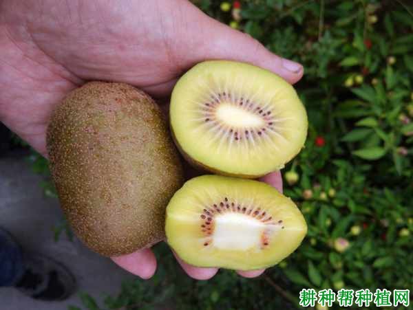 时代瑰宝，金红50猕猴桃新品种揭秘
