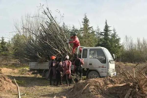 绿色经典精盛青稞酒 第481页