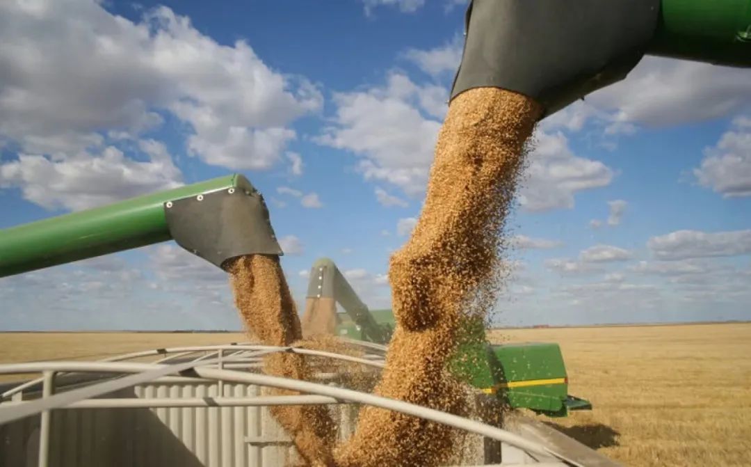 中国粮食网最新消息,掌握粮食市场动态的操作指南,洞悉粮食行情资讯