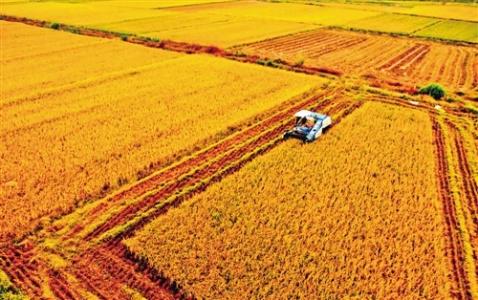 中国粮食网最新消息,掌握粮食市场动态的操作指南,洞悉粮食行情资讯