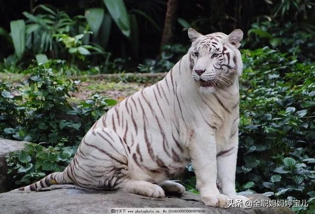 2024年白老虎免费公开,实证分析细明数据_QEJ9.913远光版