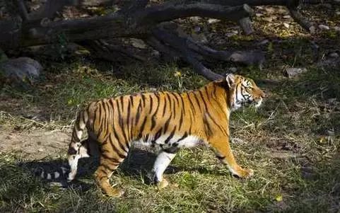 2024澳门白老虎正版资料,产业政策_ORS9.341人工智能版