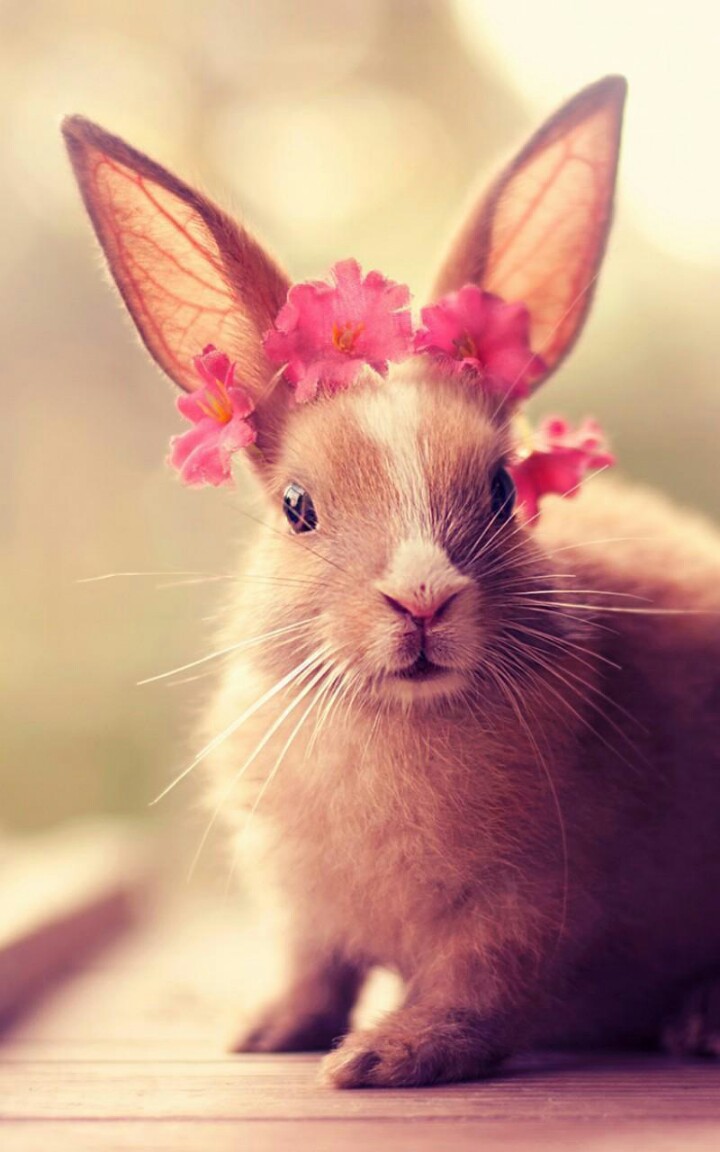 今天晚上澳门三肖兔羊蛇,精准分析实践_时尚版2.454