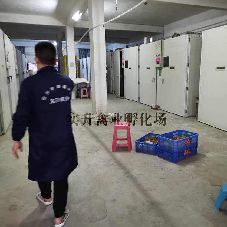 优牧通毛鸡最新报价及小巷深处的特色美食之旅