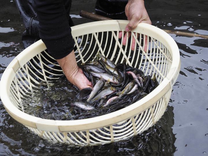 石斑鱼孵化新技术与家庭温馨故事分享