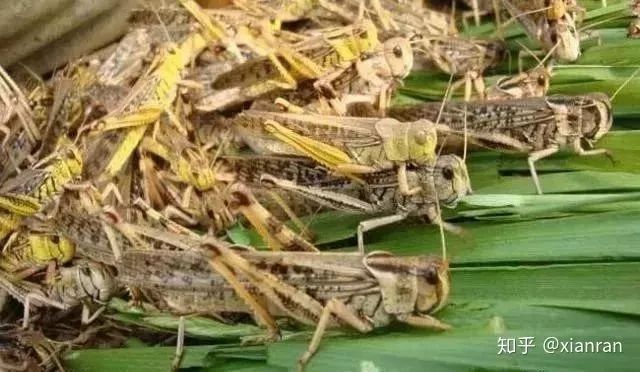 蝗虫最新预警与小巷深处的独特风味探秘揭秘