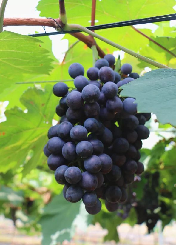 时代明珠,最新黑葡萄的璀璨风采