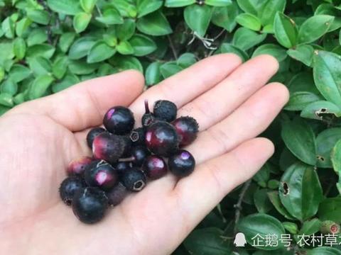 时代明珠,最新黑葡萄的璀璨风采