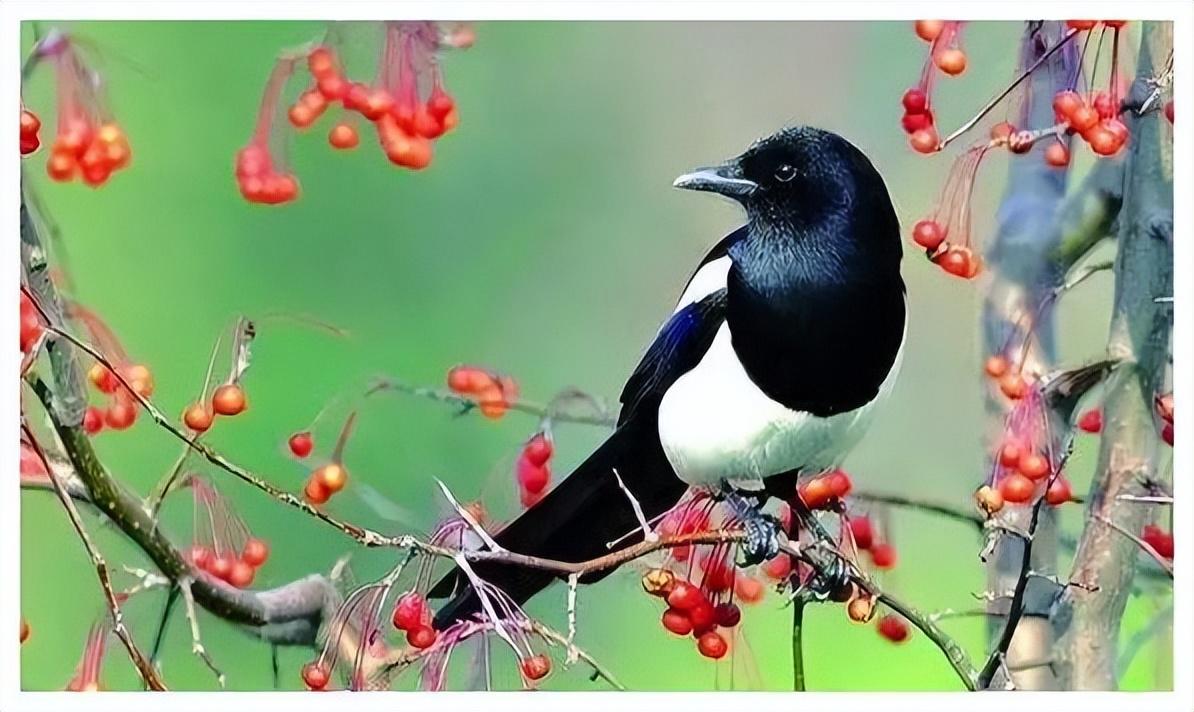 最新人道高效捕喜鹊技术揭秘