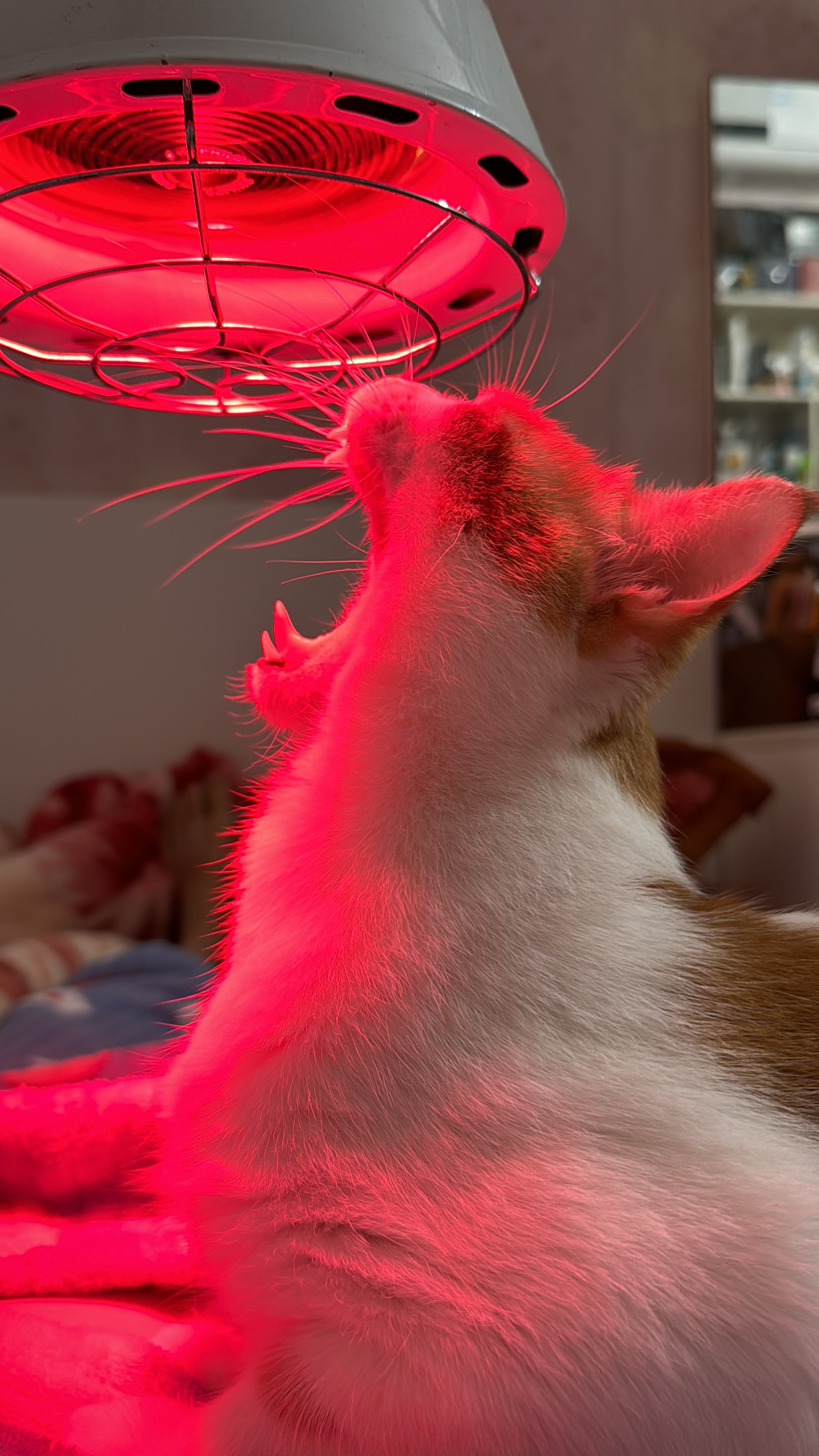 最新红猫深度解析,背景、事件与地位探讨