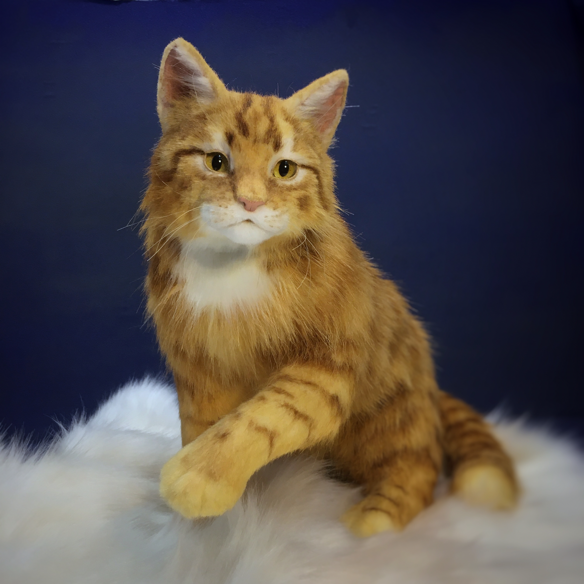 最新红猫深度解析,背景、事件与地位探讨