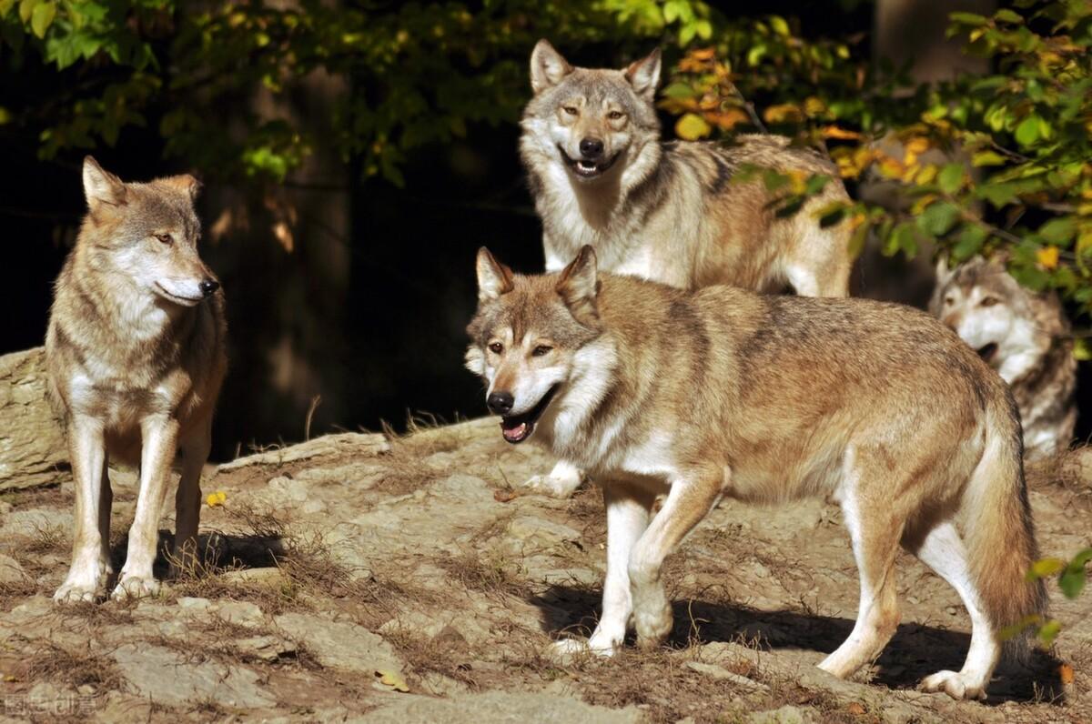 狩都最新深度解析,背景、重要事件与地位探究