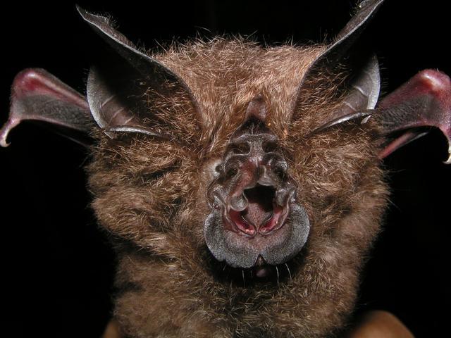 最新疫情下的蝙蝠,背景、事件与影响探究