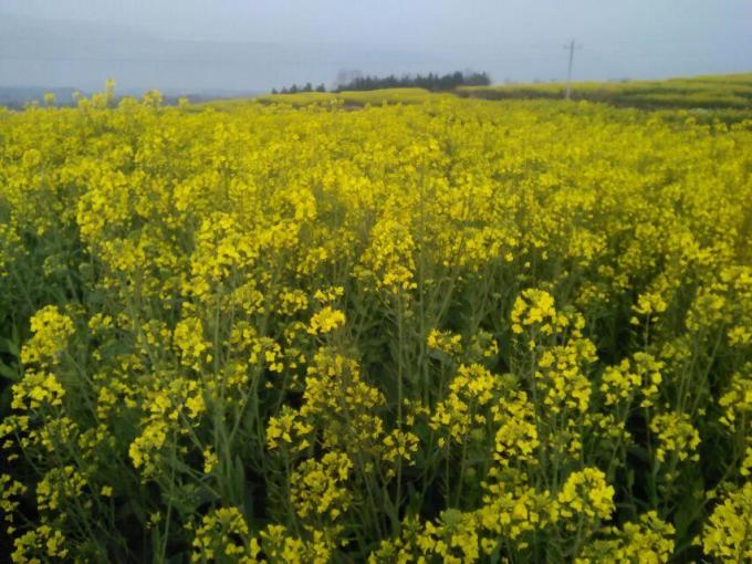 界头油菜花盛开,自我成长的励志之旅与变化之美探索