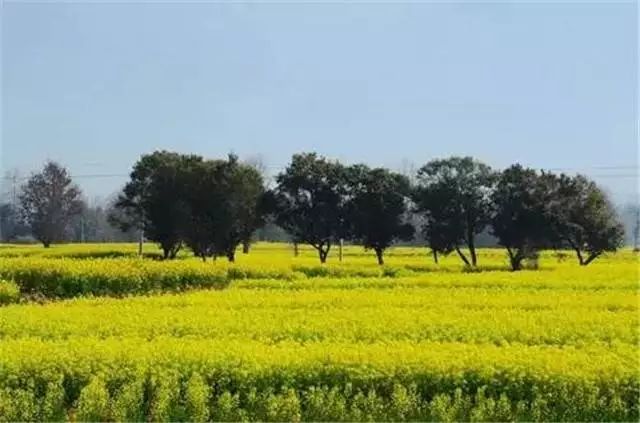 界头油菜花盛开,自我成长的励志之旅与变化之美探索